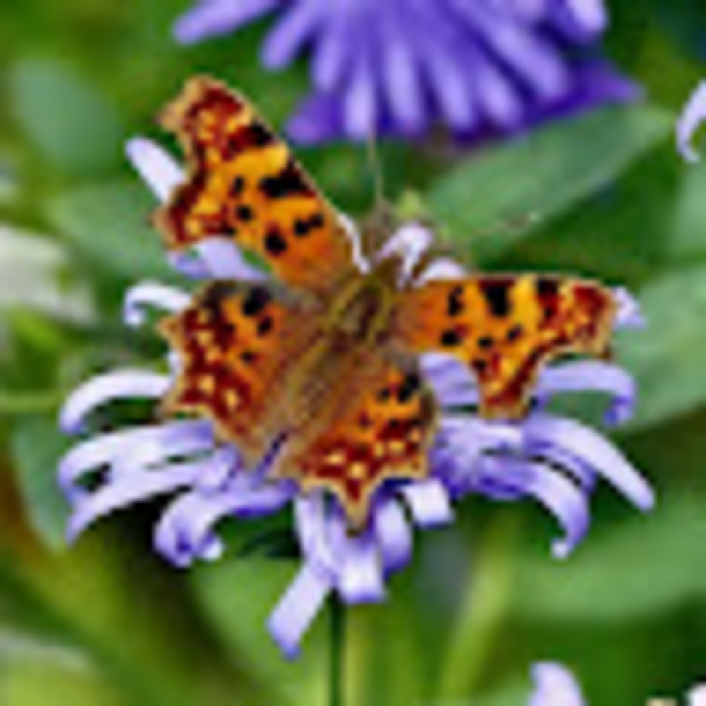 Meet your Posher, Jeannine